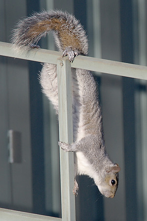 Practice hanging
