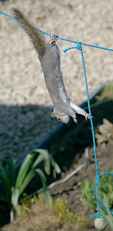 Practice hangling
