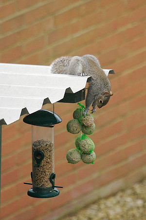 Nice fat foodstuffs